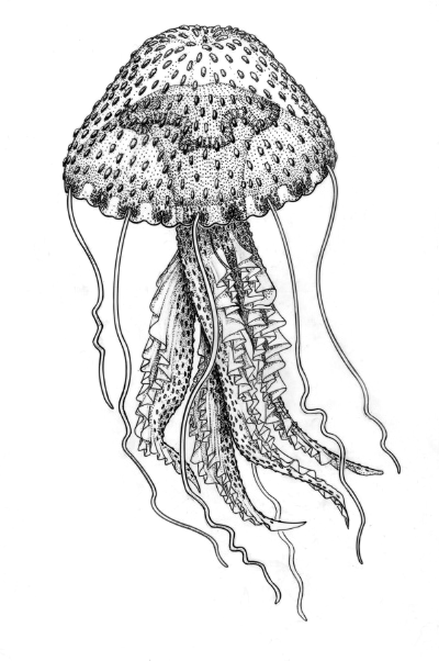 The Oceanic Jelly - Pelagia noctiluca, medusa - Beautiful jellyfish illustrations of freelance scientific illustrator and plein-air artist Patrice Stephens-Bourgeault