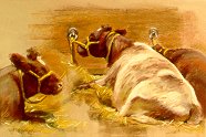 D20904: Tethered Cows - Beautiful wildlife paintings of freelance scientific illustrator and plein-air artist Patrice Stephens-Bourgeault