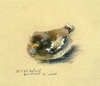D40720a: Arctic Fledgling - Beautiful wildlife paintings of freelance scientific illustrator and plein-air artist Patrice Stephens-Bourgeault