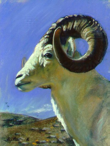 D6MM01: Dahl's Ram - Profile - Beautiful Wildlife paintings of freelance scientific illustrator and plein-air fine arts artist Patrice Stephens-Bourgeault